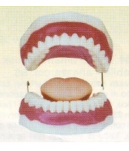 Modello per l'igiene dentale - Dimensioni cm. 16x17x10