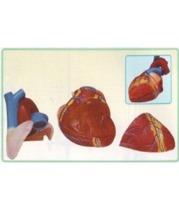 Modello cuore - Dimensioni cm. 19x27x25
